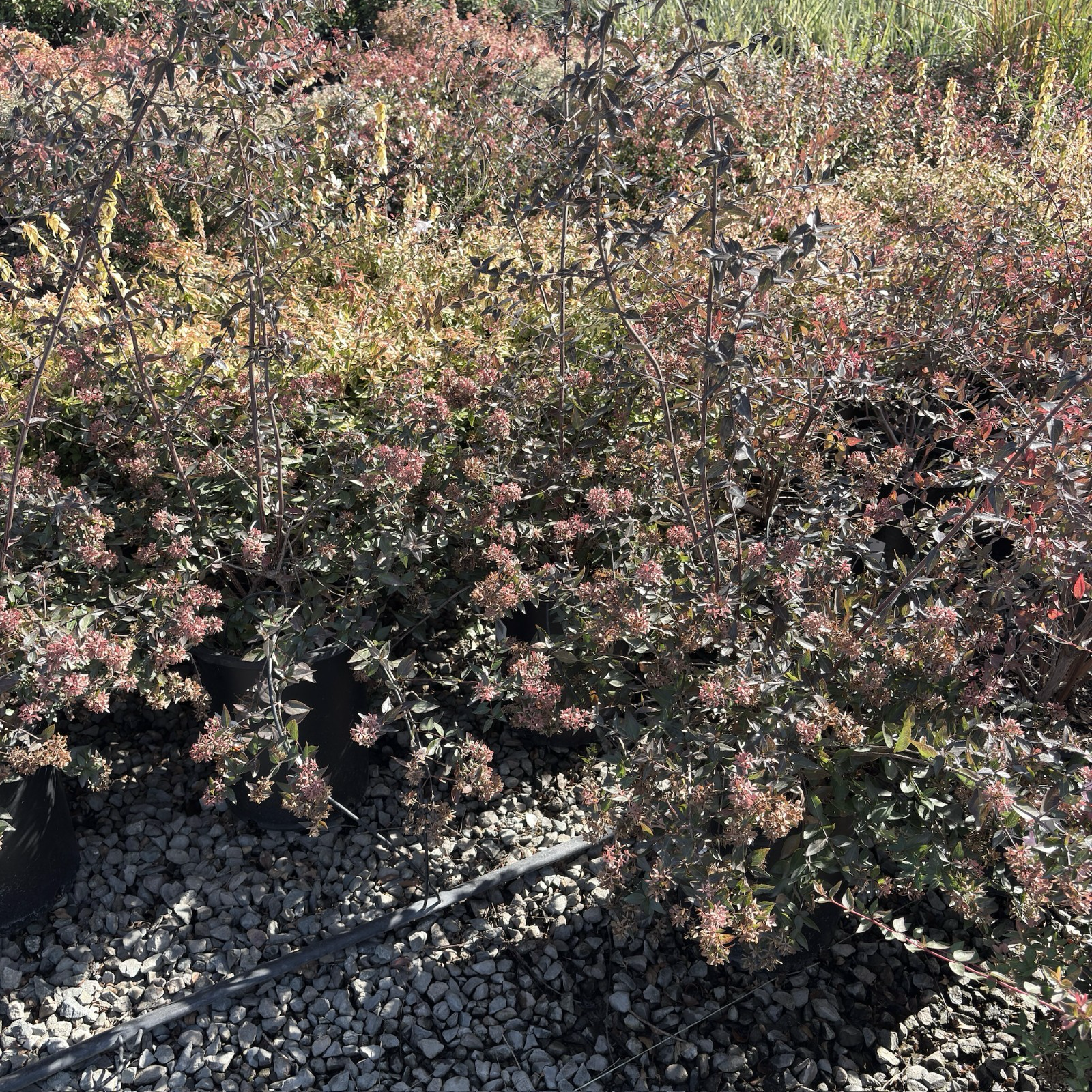 Kaleidoscope Glossy Abelia