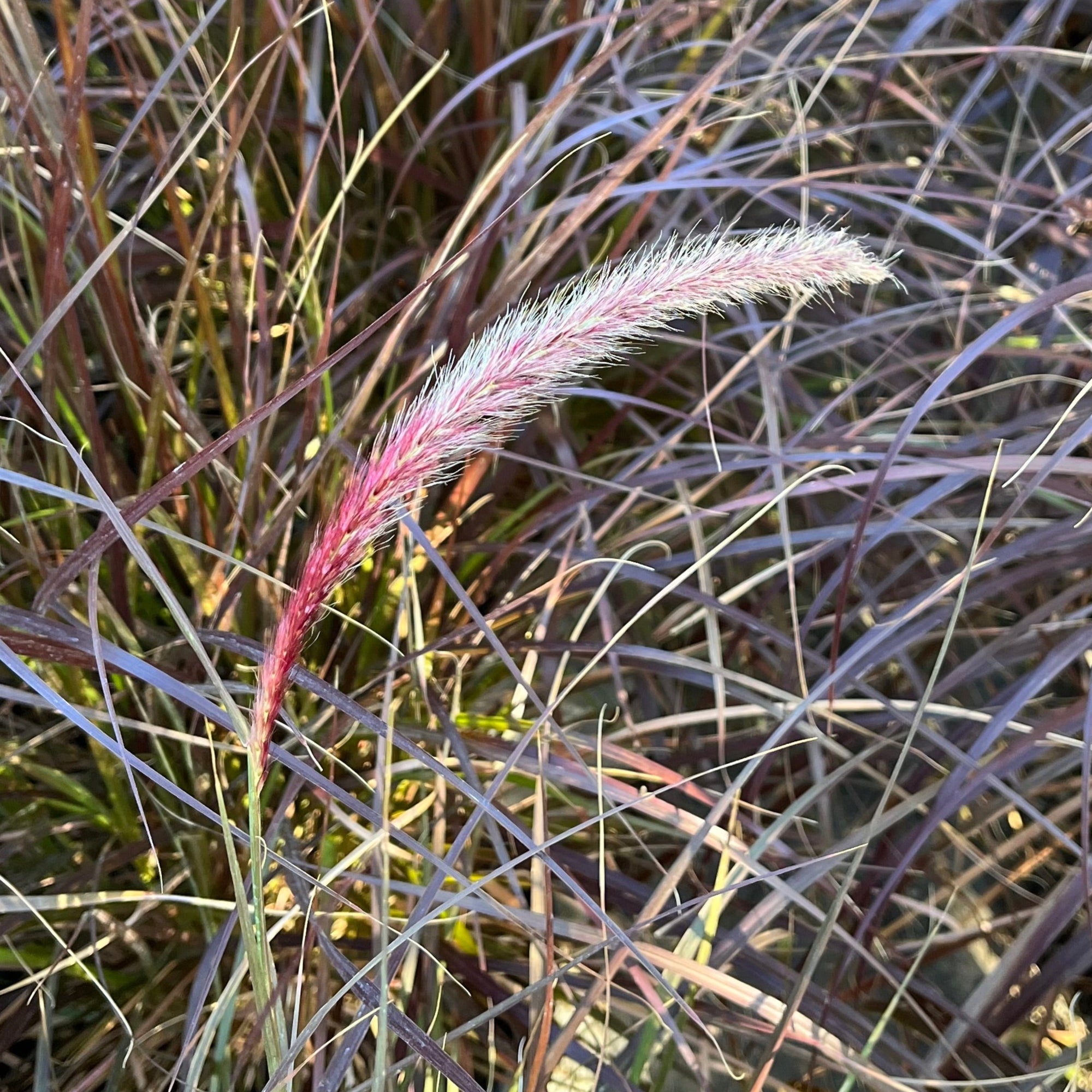 Red Fountain Grass