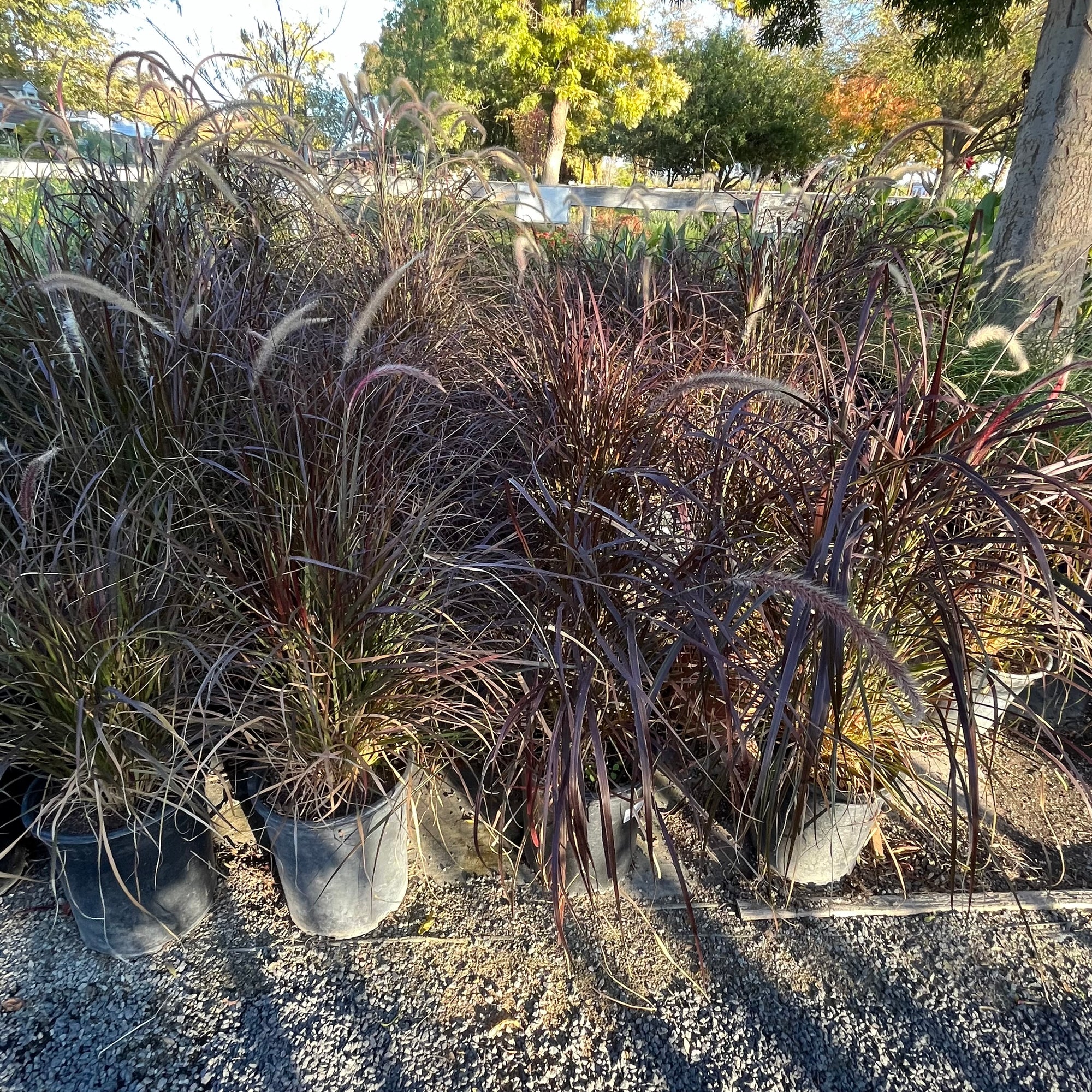 Red Fountain Grass