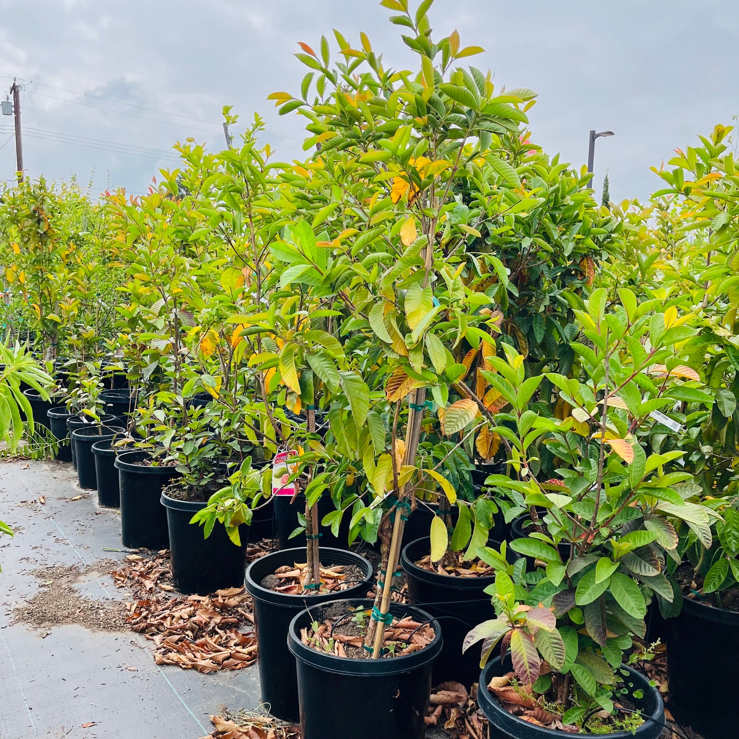 Guava Tree-Pink Guava