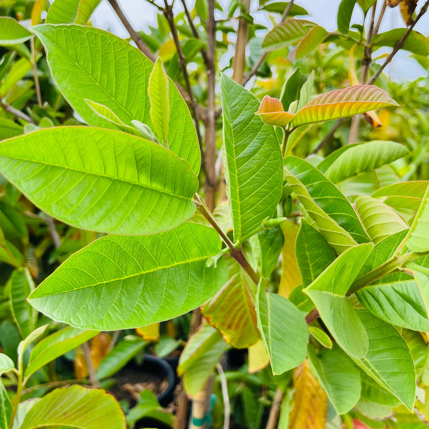 Guava Tree-Pink Guava