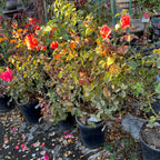 Rose-color of your choice, random variety