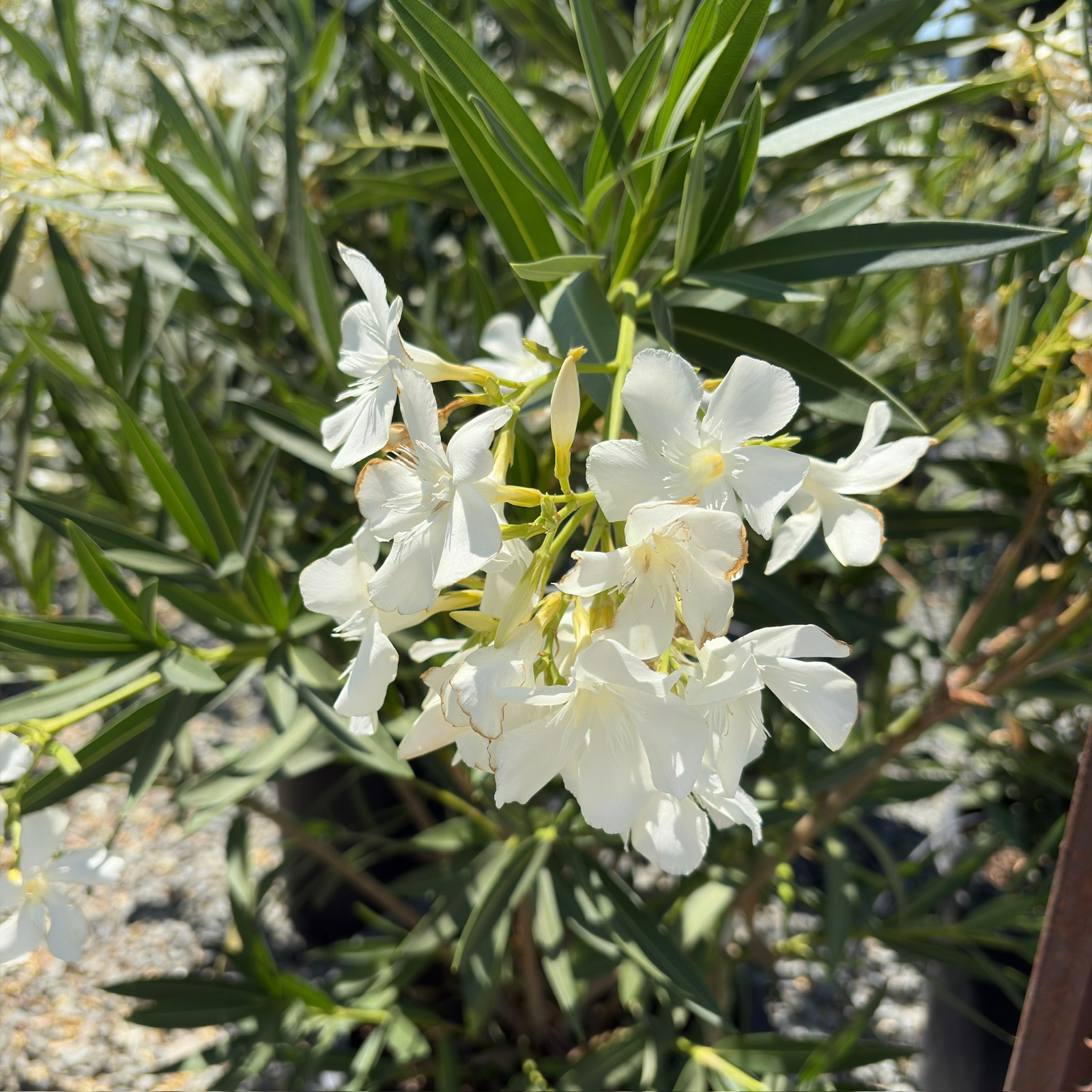 White Oleander