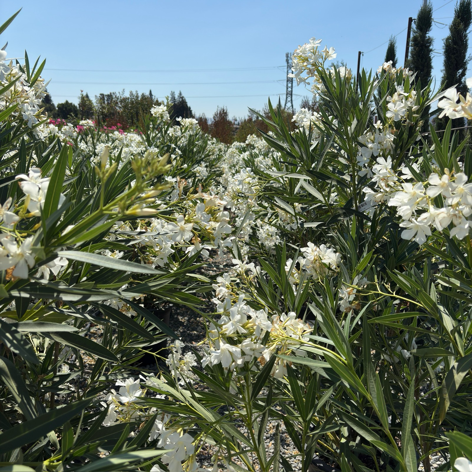 White Oleander