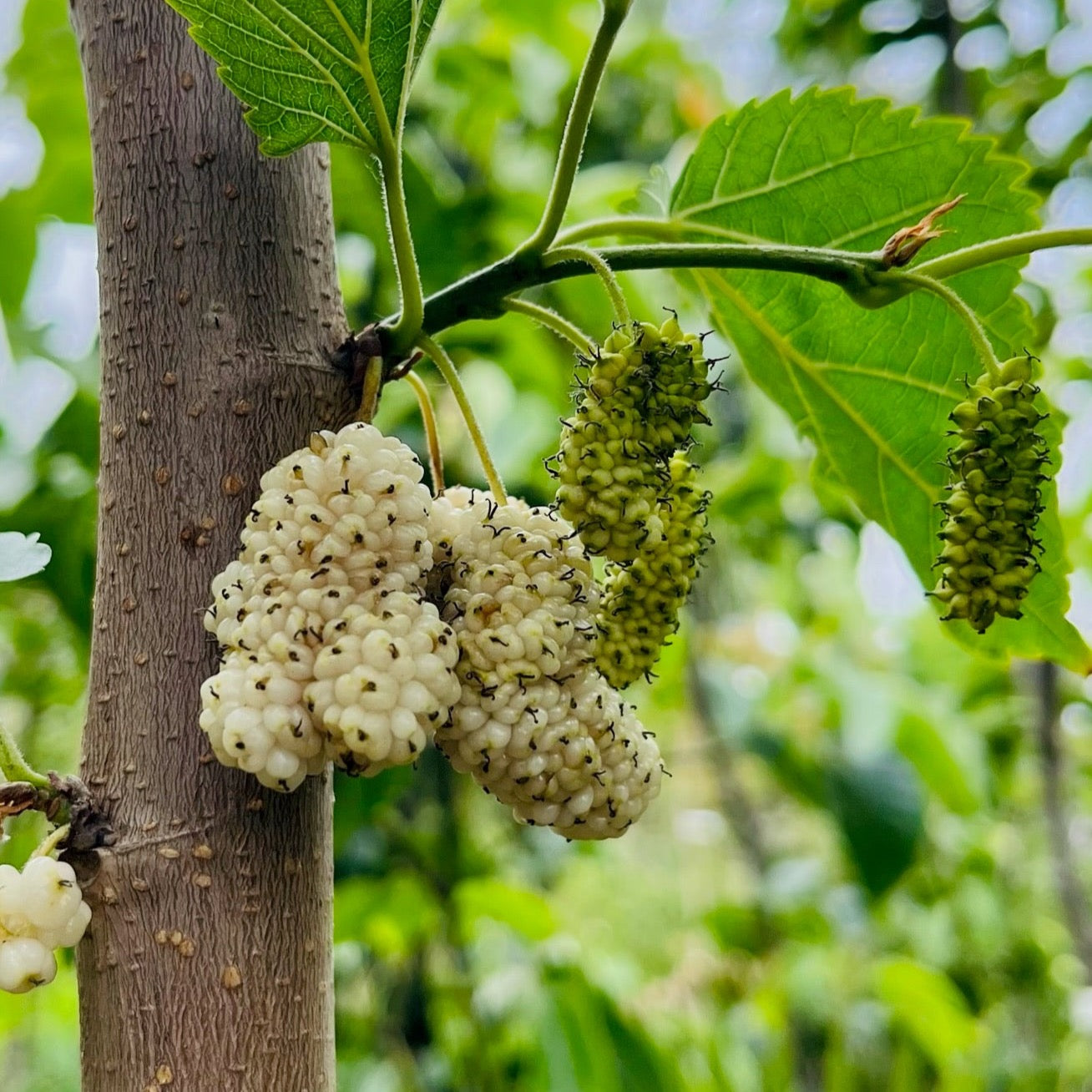 Mulberry Tree - White Mulberry