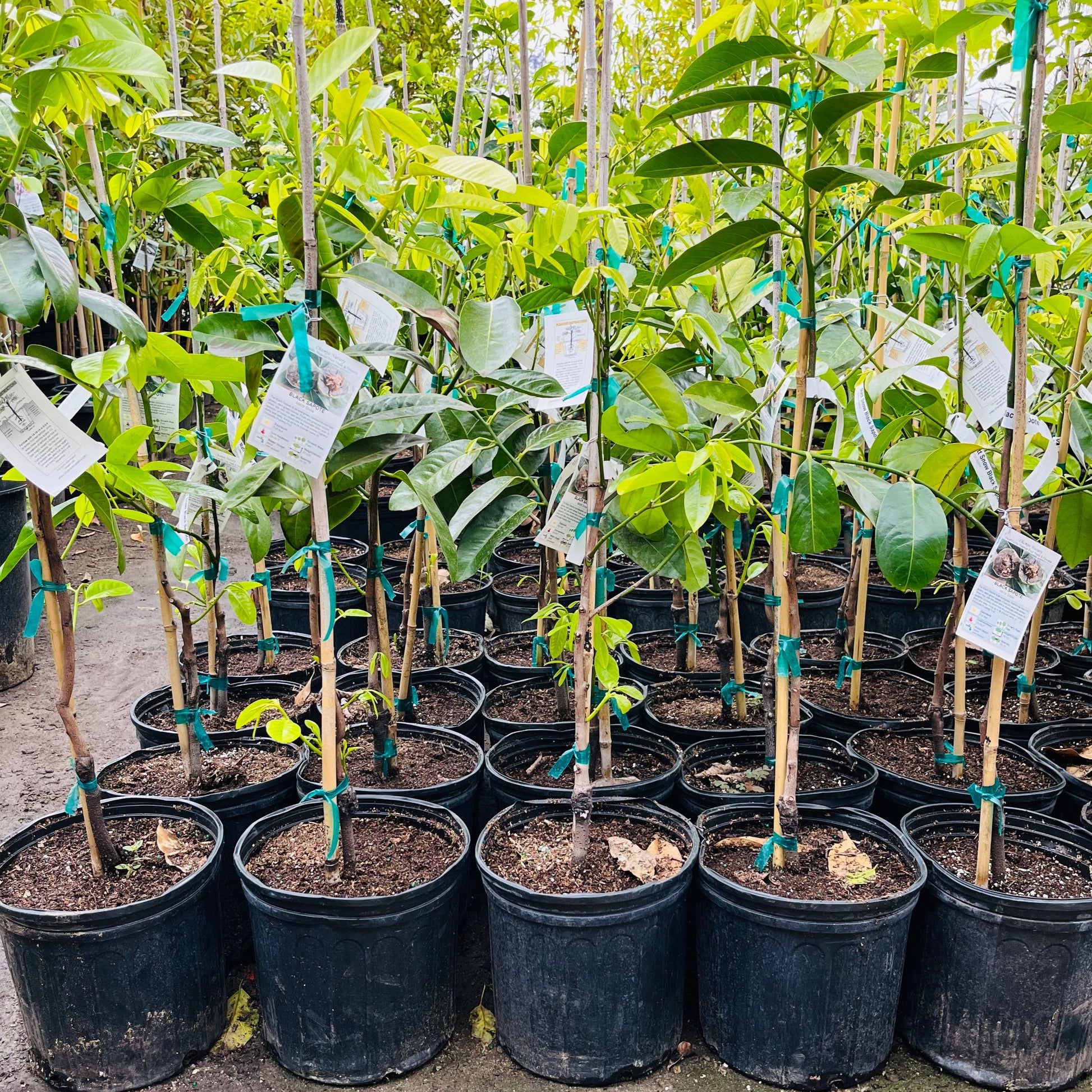 Black Persimmon, Black Sapote, Chocolate Persimmon, Chocolate Pudding Fruit, Chocolate Pudding Tree, Sapote Negro, Axle Grease Plant, Black Apple