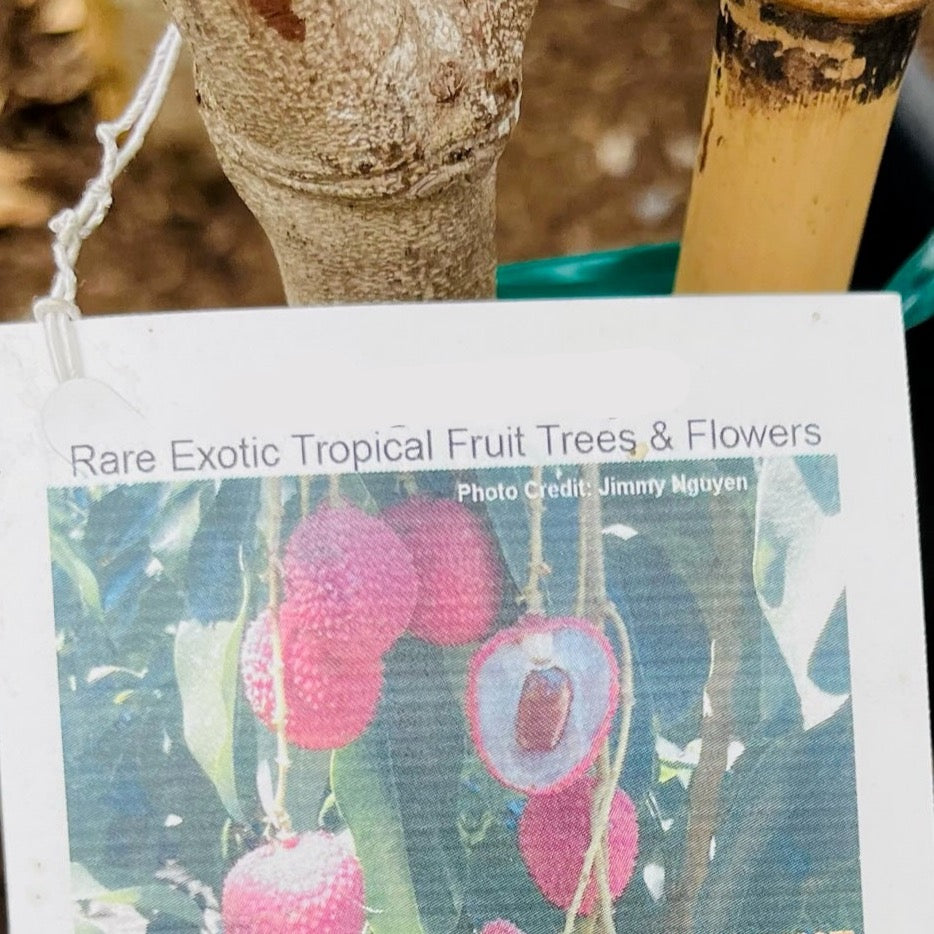 Lychee Tree - Mauritius Lychee