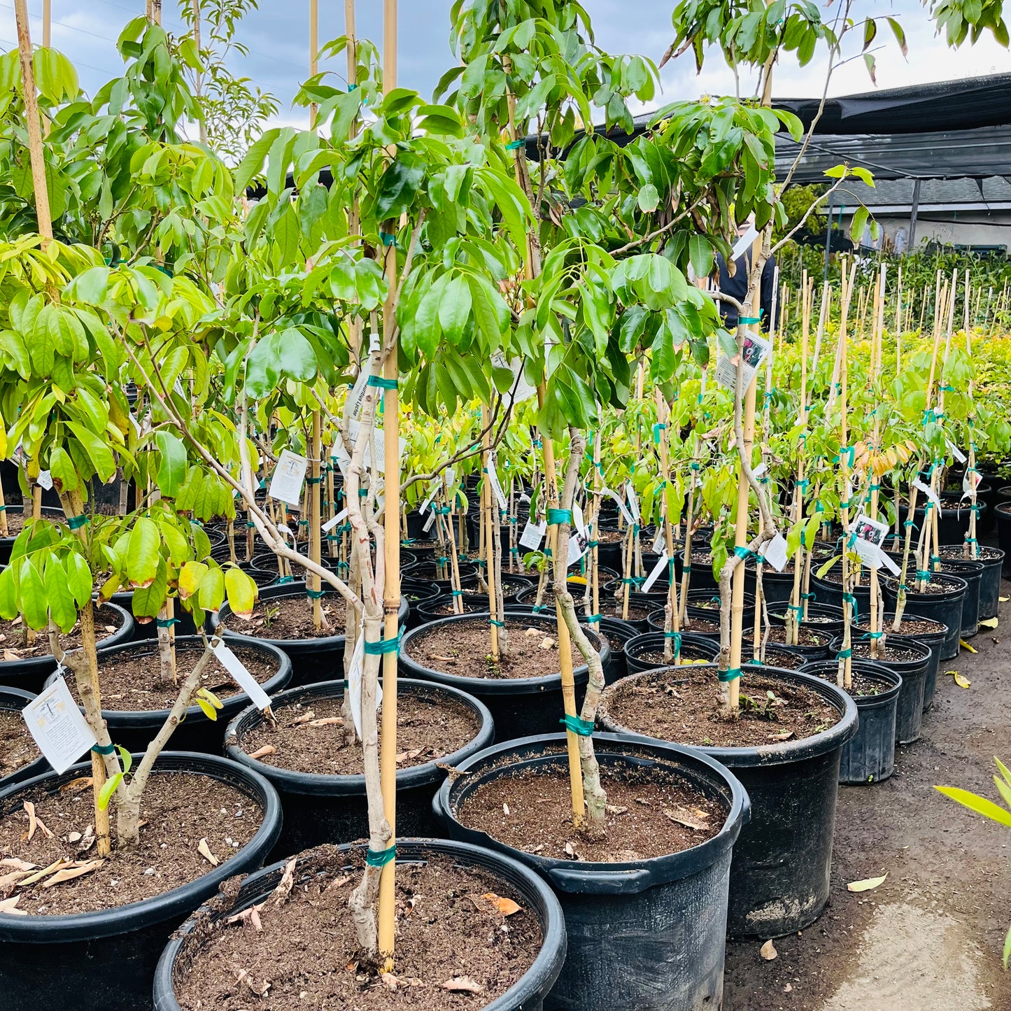 Lychee Tree - Mauritius Lychee