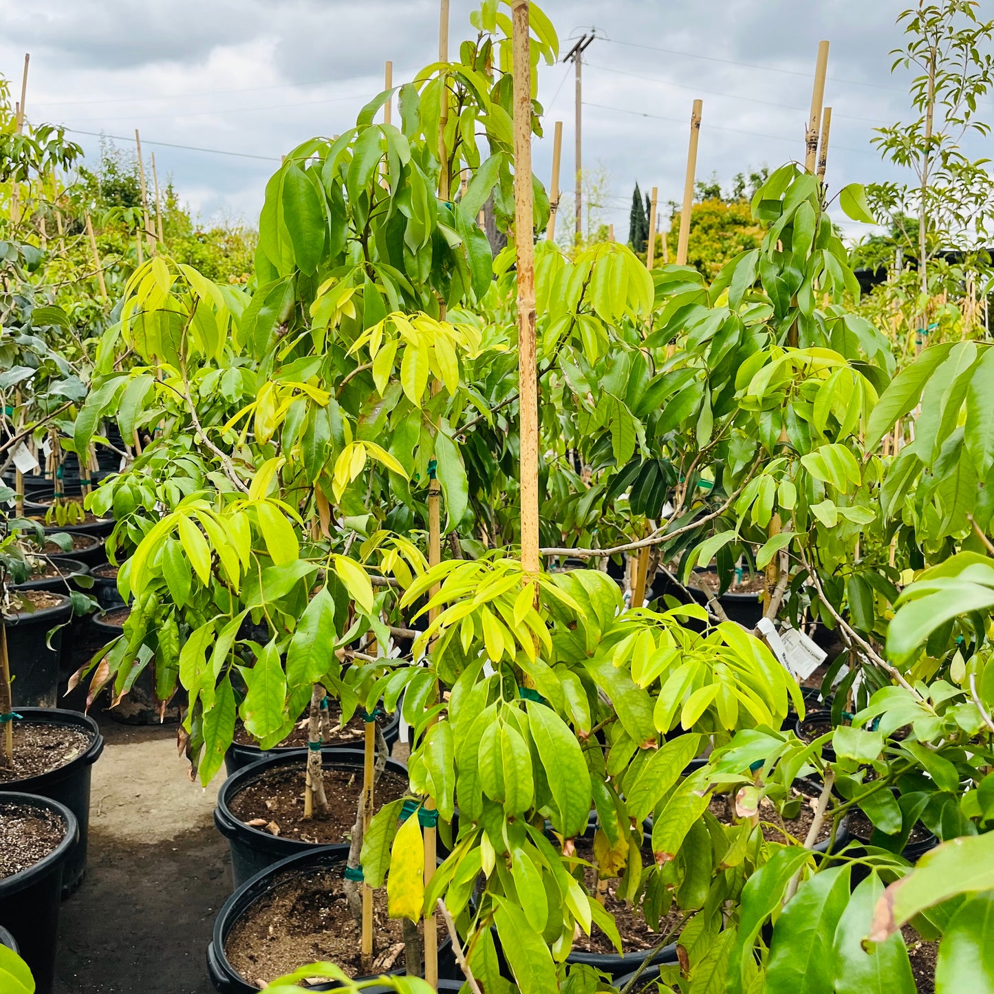 Lychee Tree - Mauritius Lychee