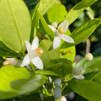 Orange Tree - Tango Orange