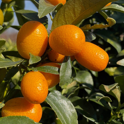 Kumquat Tree-Changshi Kumquat