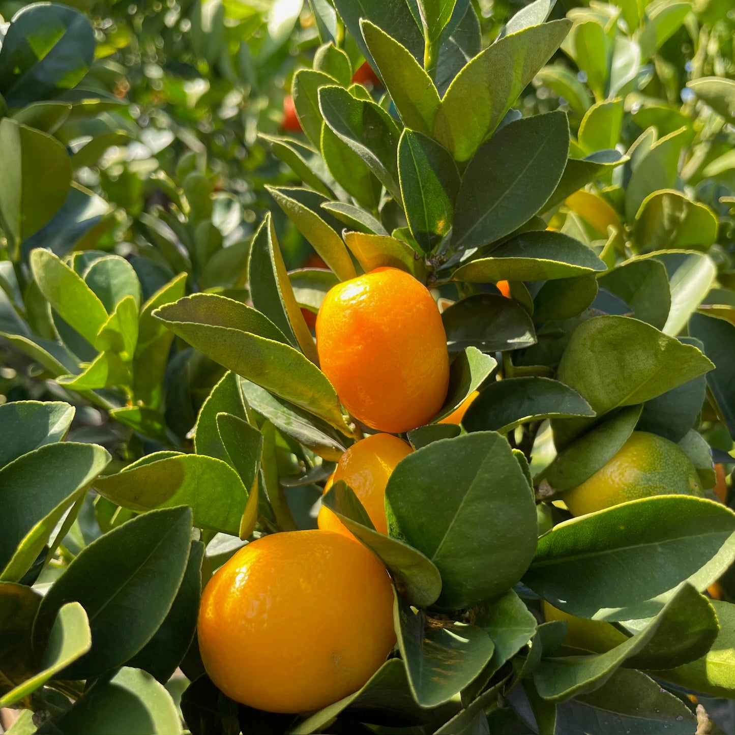 Kumquat Tree-Fuzhou Kumquat