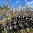 Bavay’s Green Gage Plum