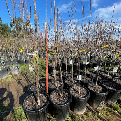 Plum Trees – European Green Plum