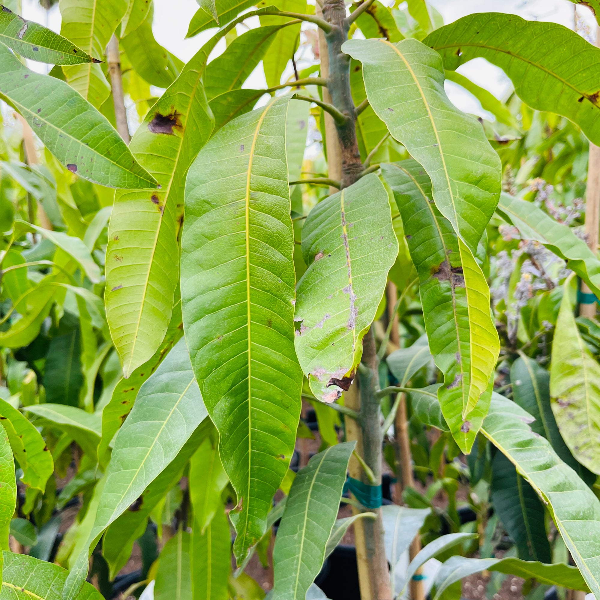 Manila Mango