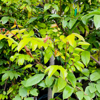 Carambola Tree - Fengxiang, Thailand