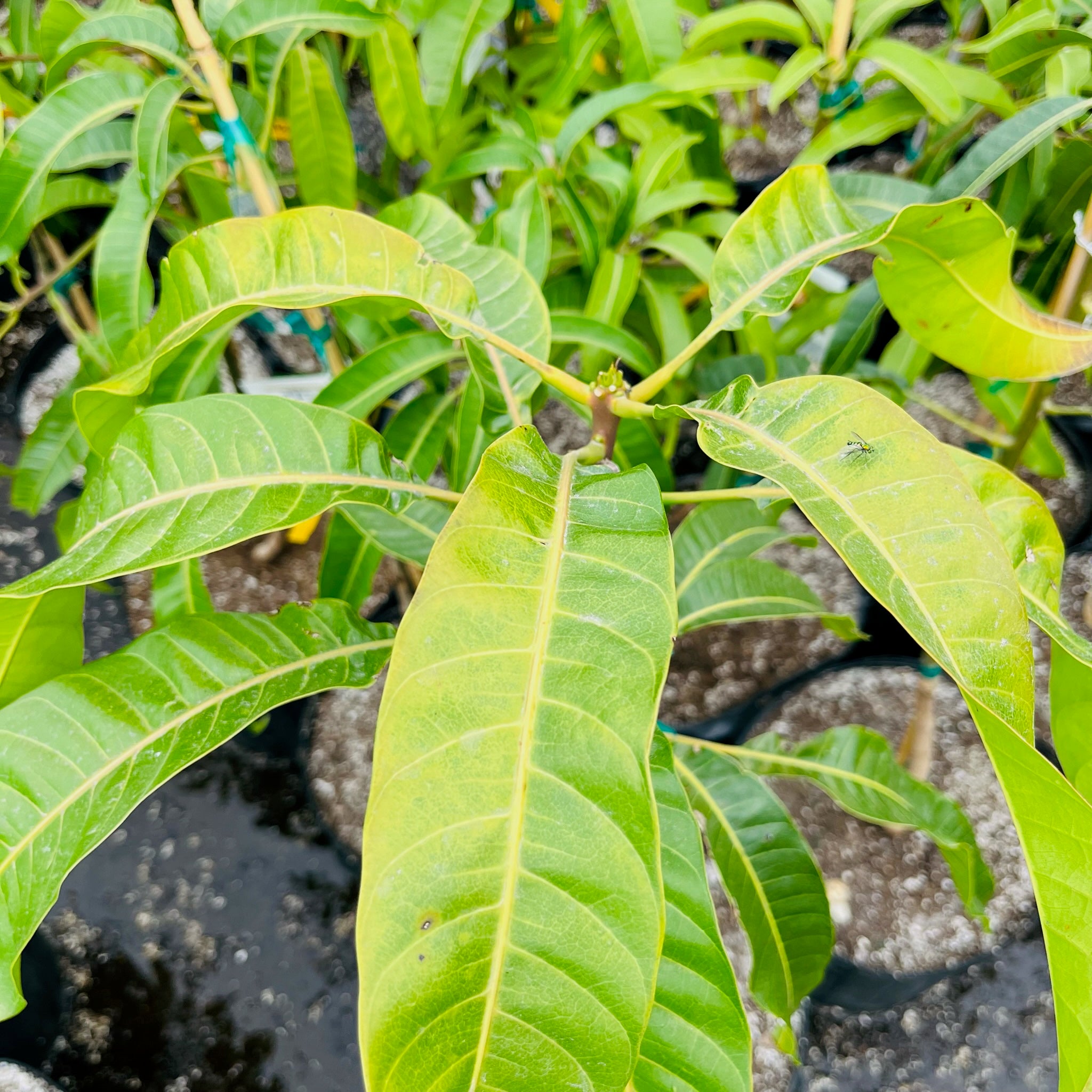 Alphonso Mango