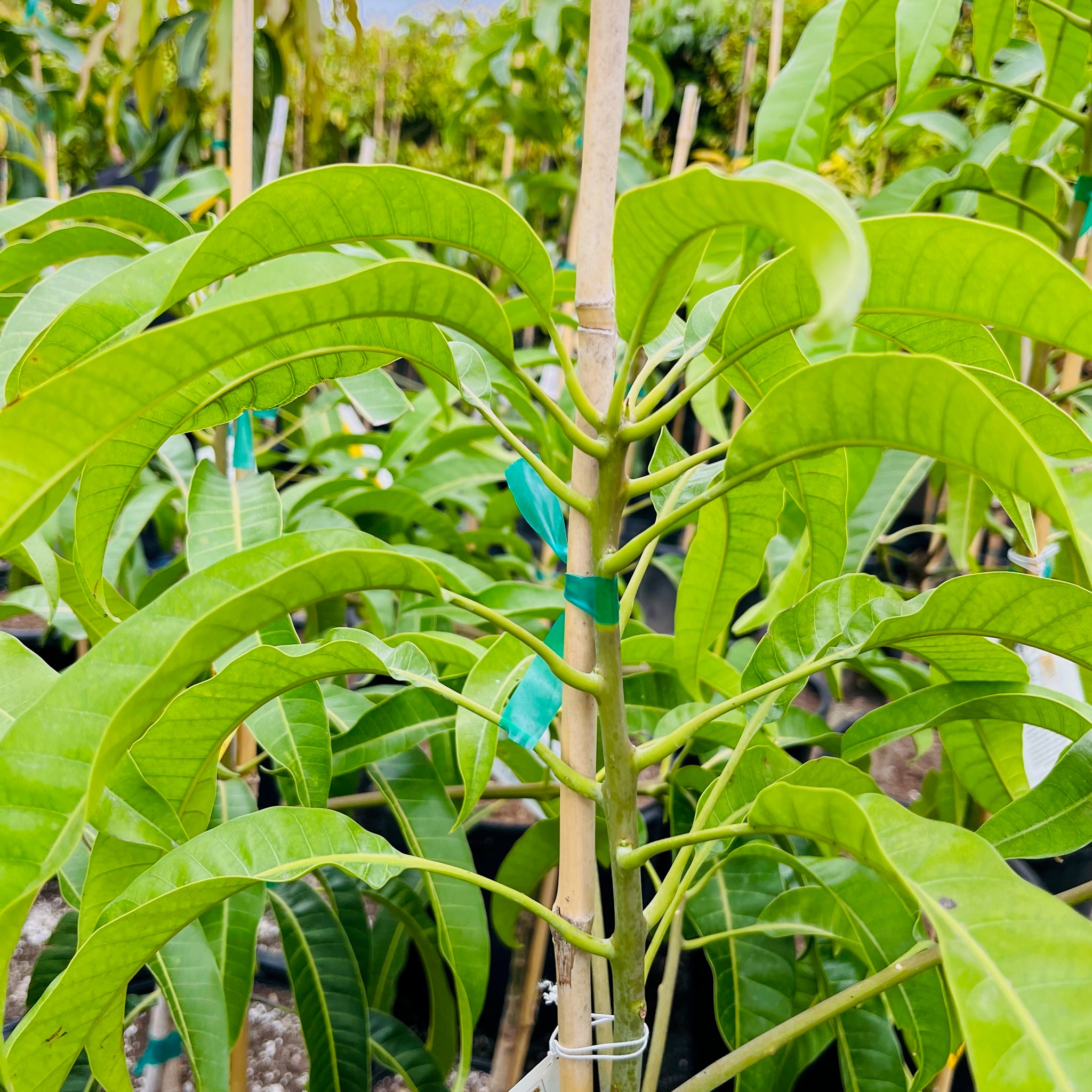 Alphonso Mango