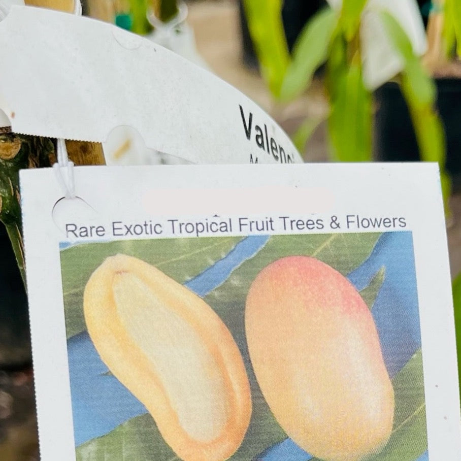 Valencia Pride Mango