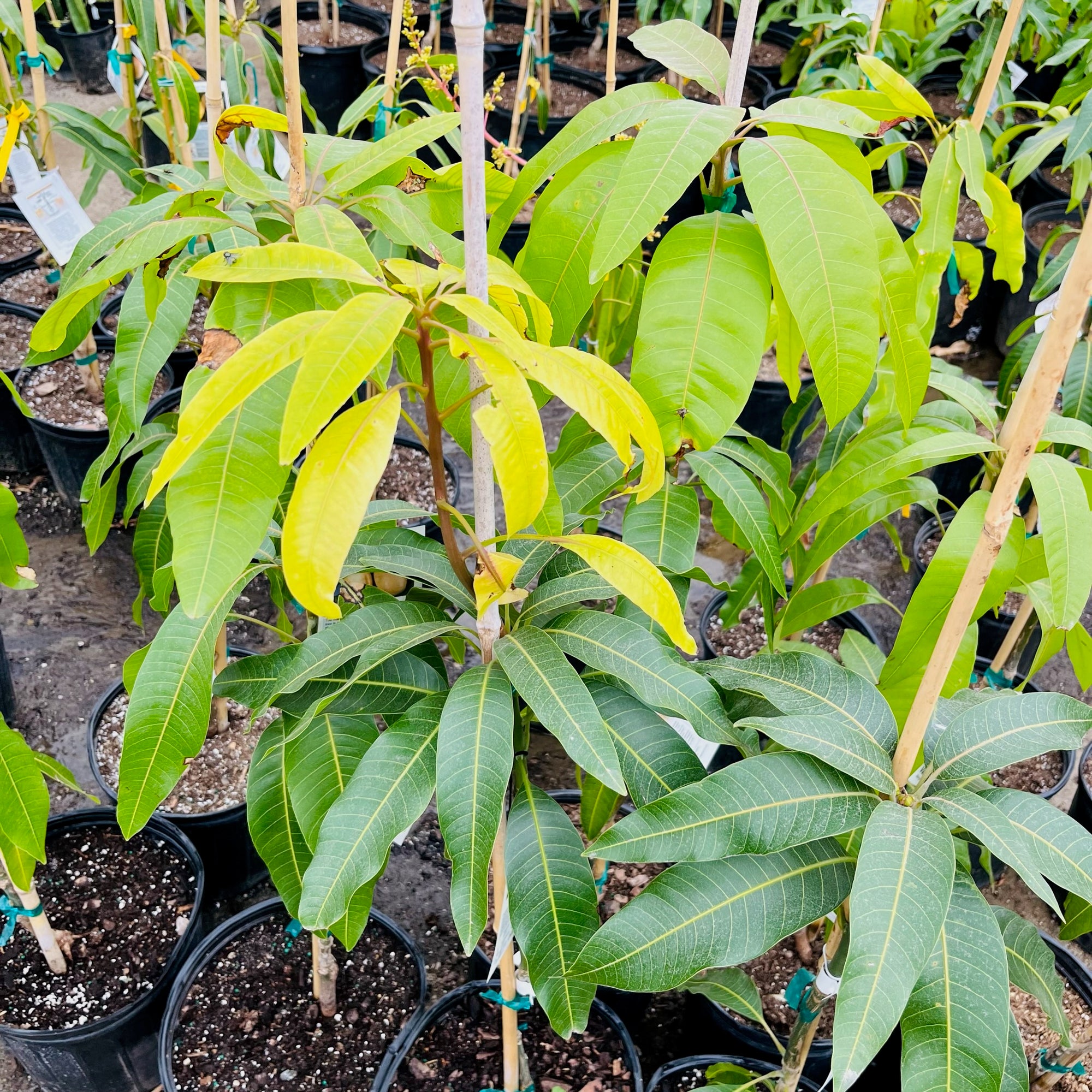 巴伦西亚骄傲芒果