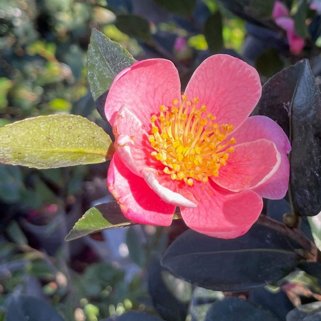 Pink A Boo Camellia