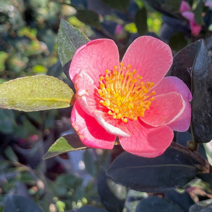 Camellia sasanqua - Pink Cheer Camellia