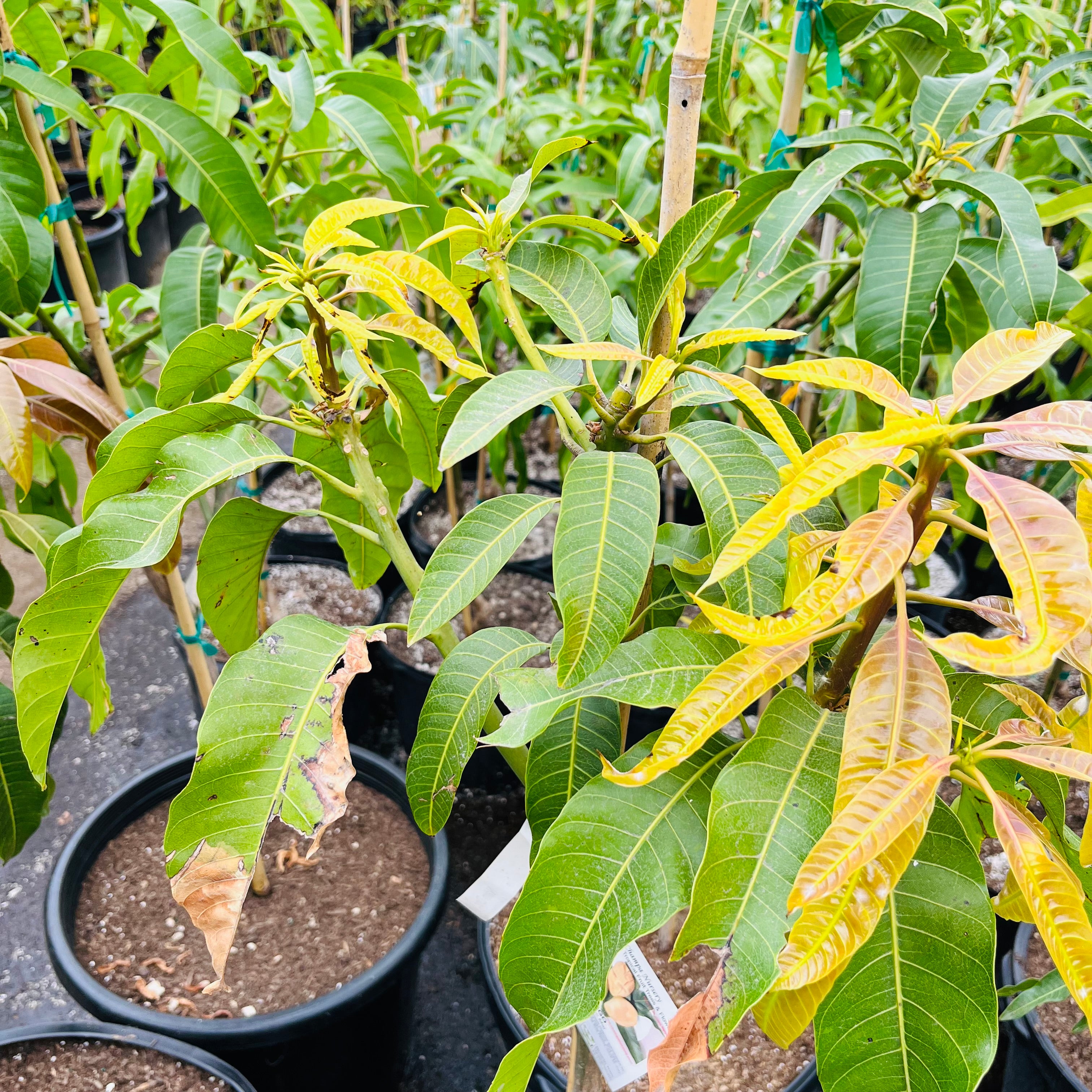 Nam Doc Mai Mango