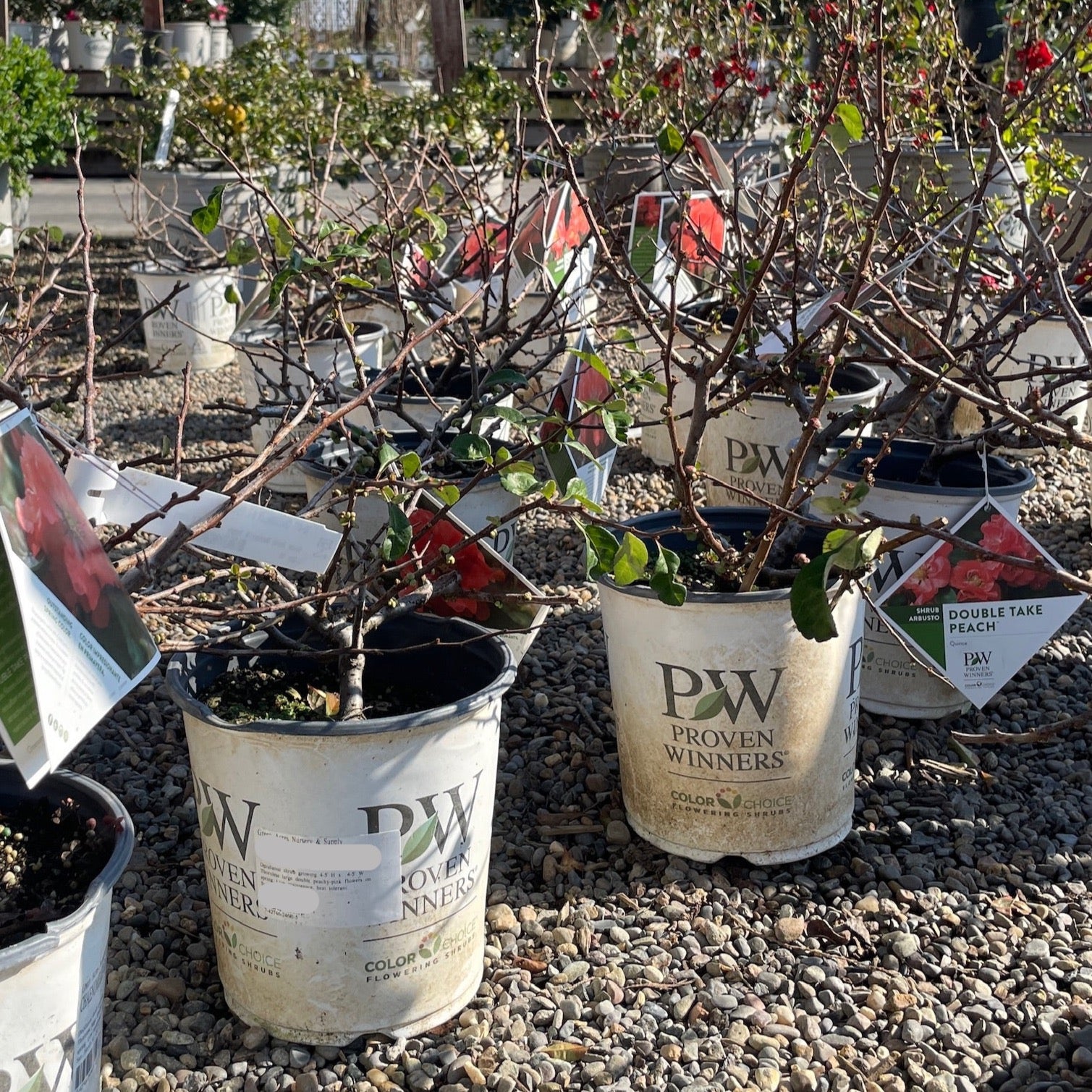 Double Take®  Orange Flowering Quince