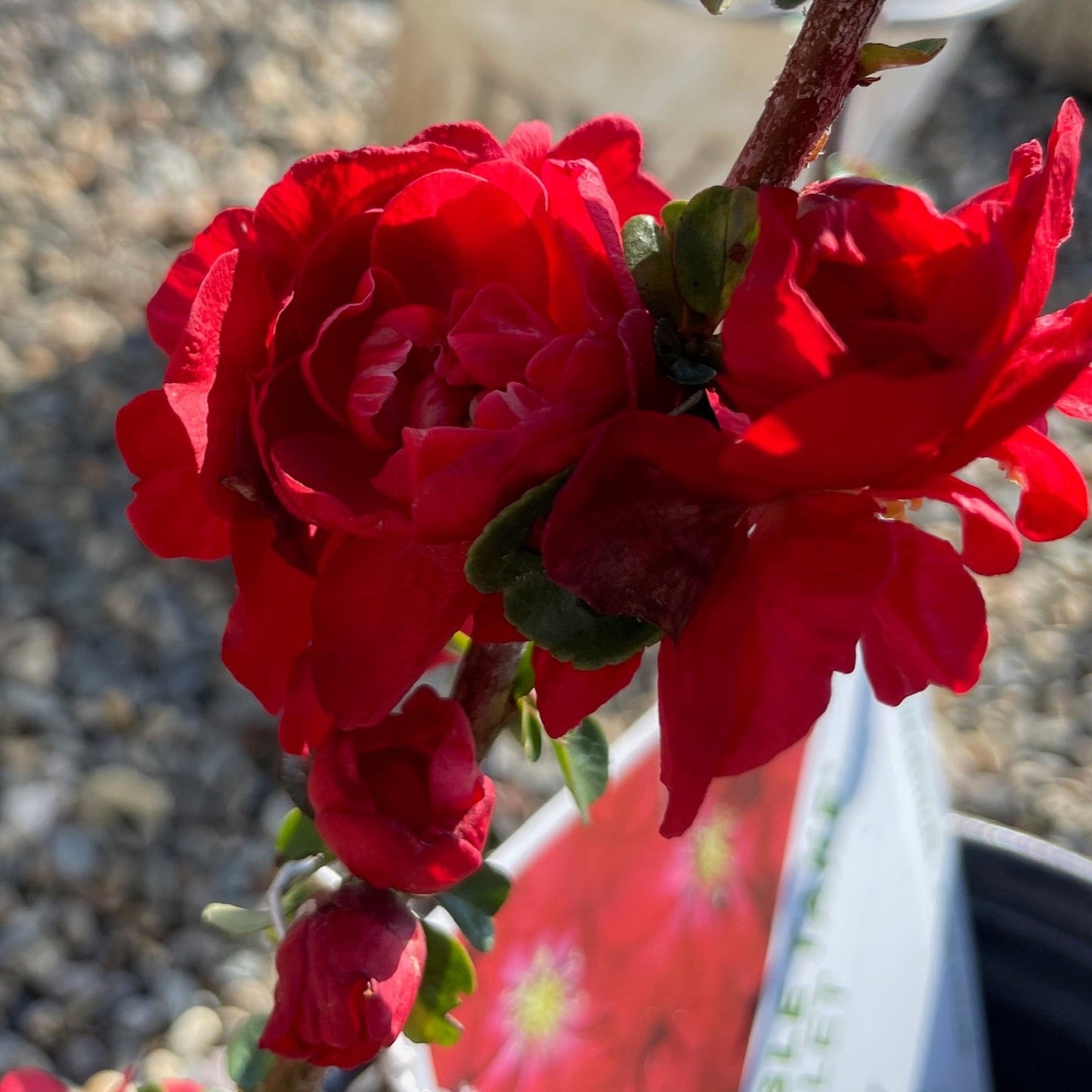 Papaya Begonia-Heavy Spotted Red Flower