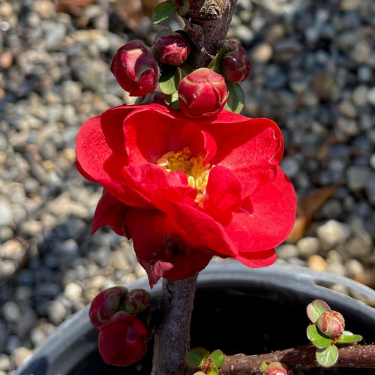 Papaya Begonia-Heavy Spotted Red Flower