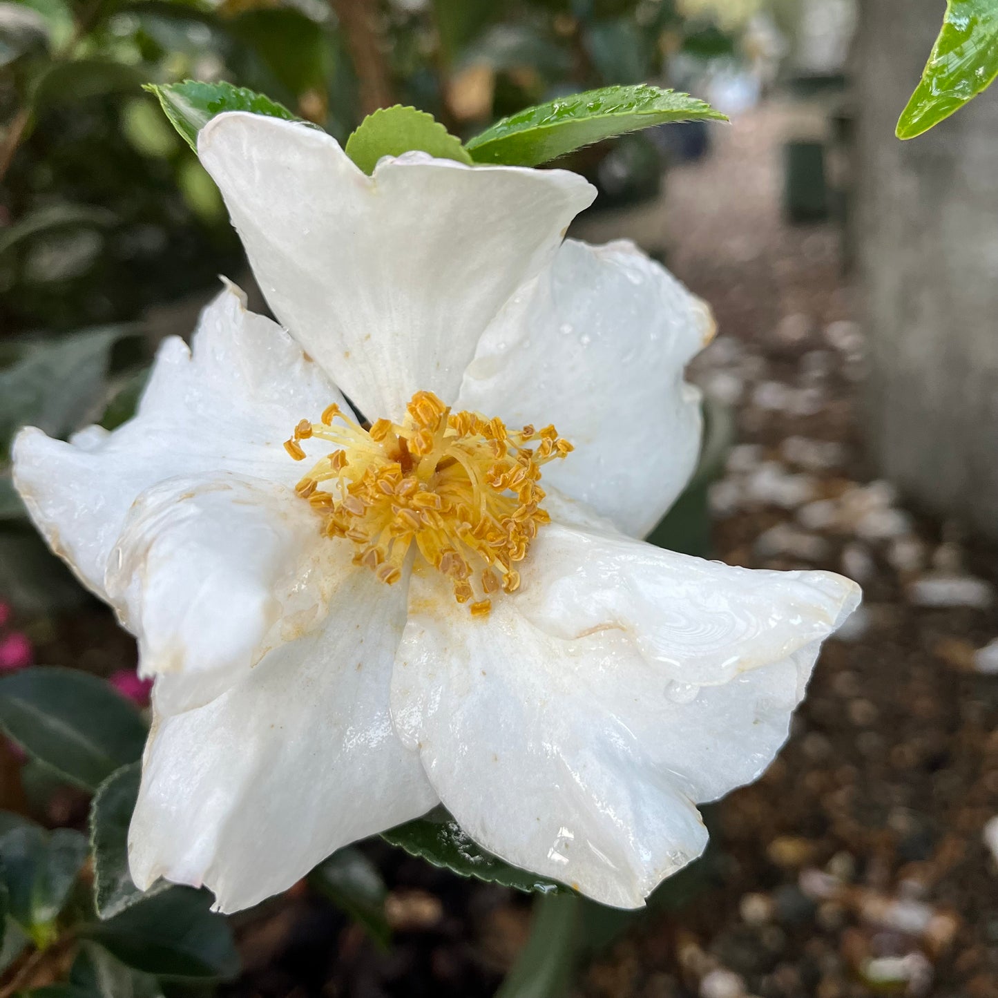 Camellia sasanqua - Snow and Moon Camellia