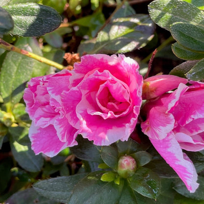 Azalea Tree - Yingjia Rhododendron