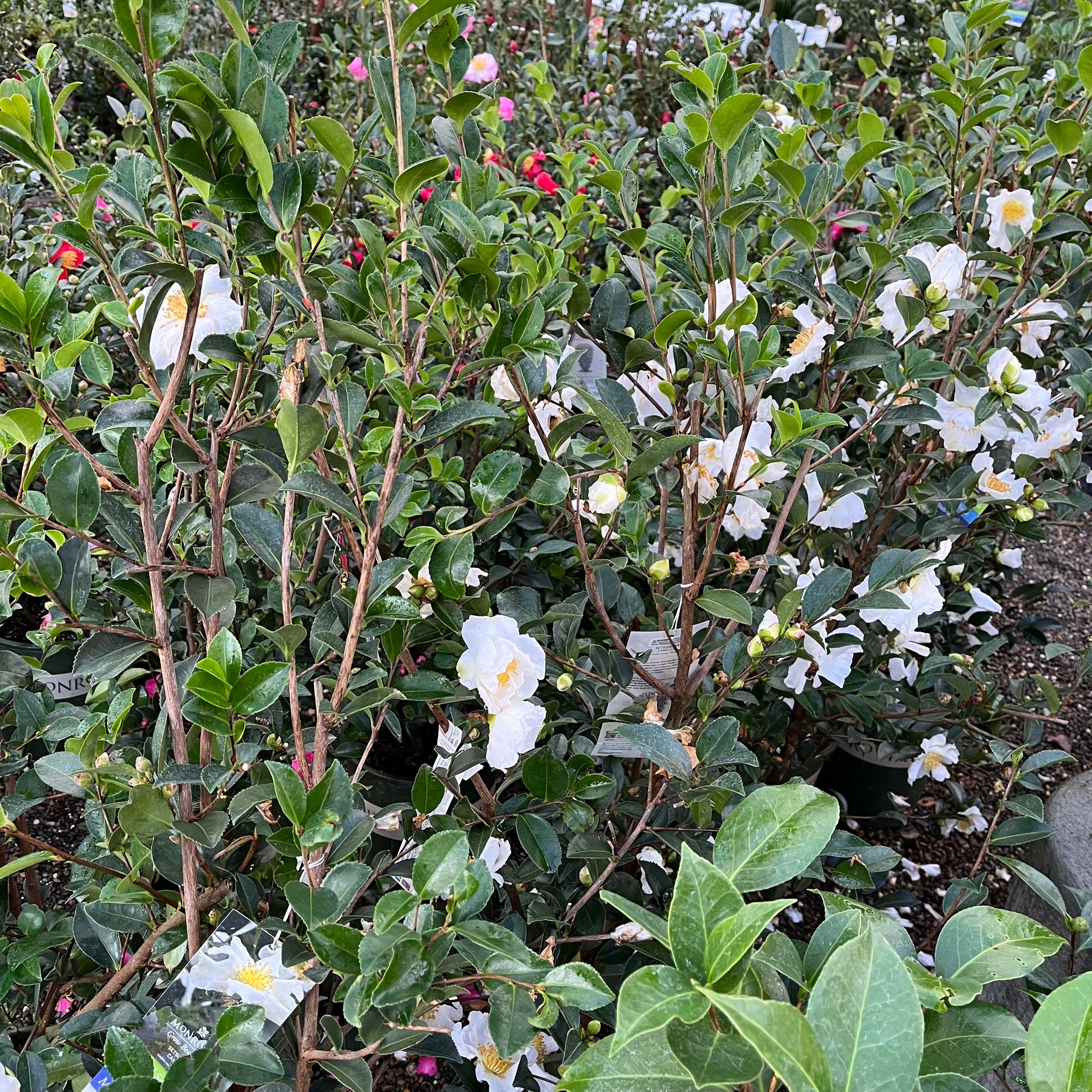 Setsugekka Camellia 