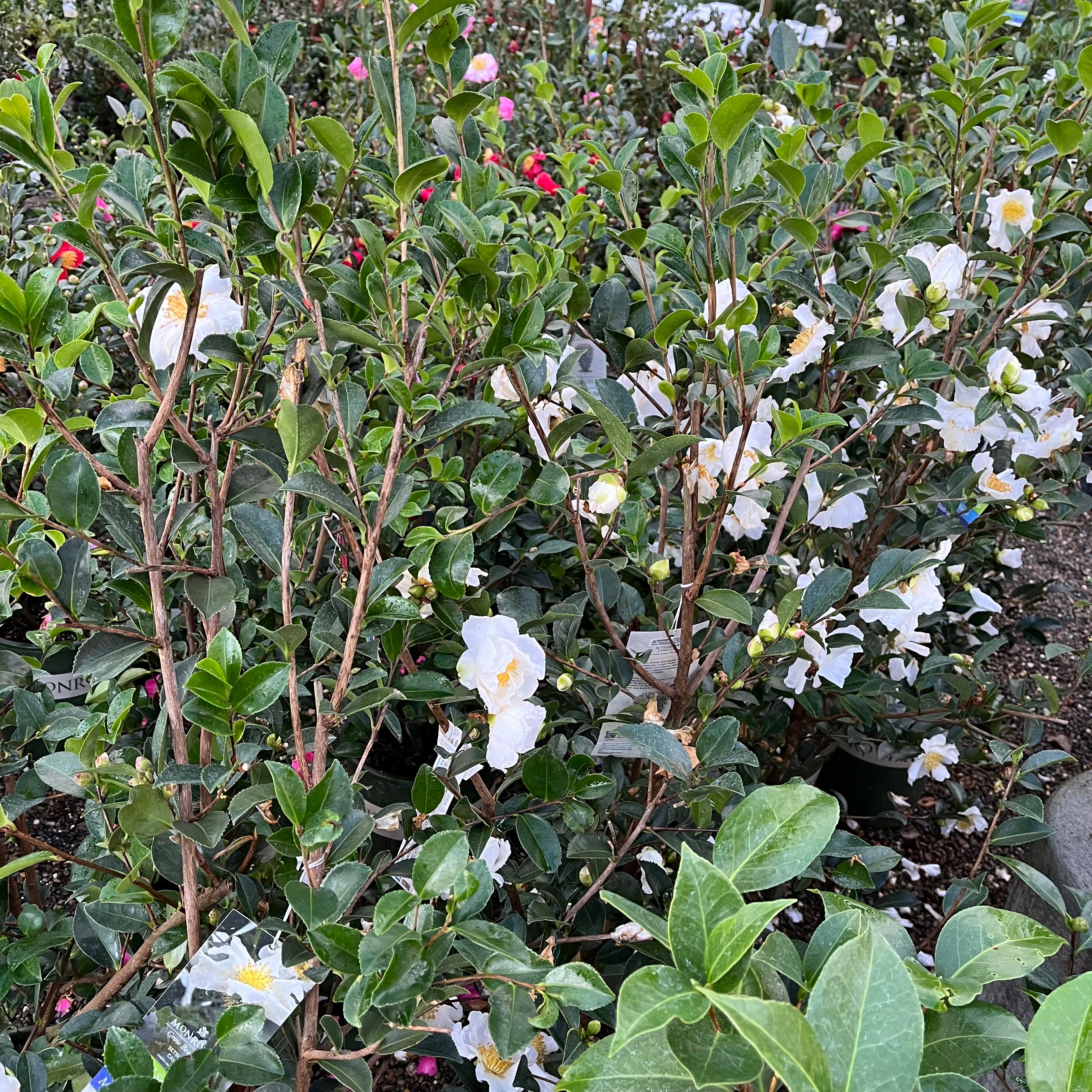 雪月花茶梅
