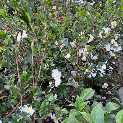 Camellia sasanqua - Snow and Moon Camellia