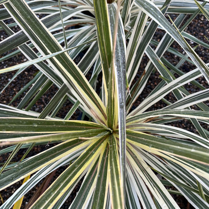 Australian Cordyline - Tobeli