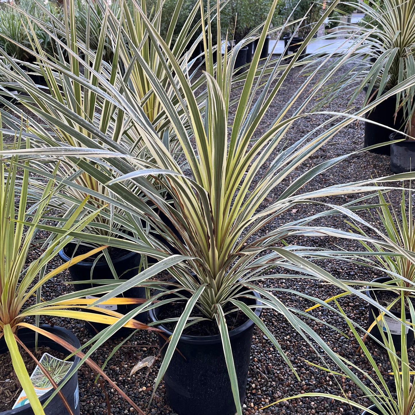 Australian Cordyline - Tobeli