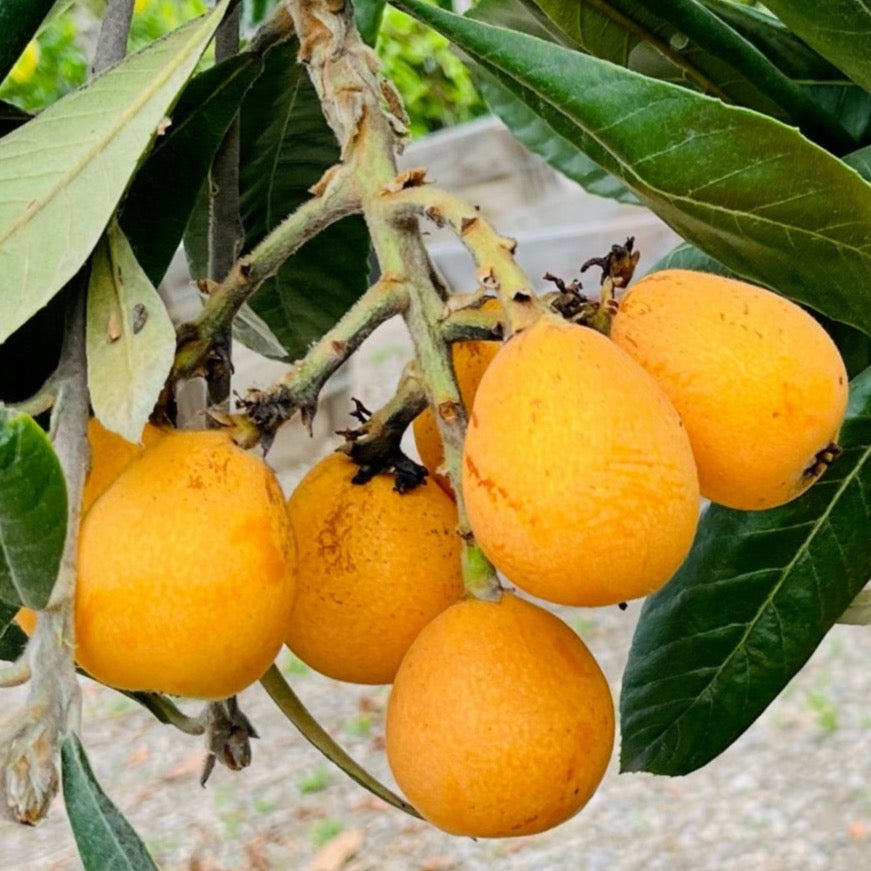 Loquat Tree-Giant Egg Loquat