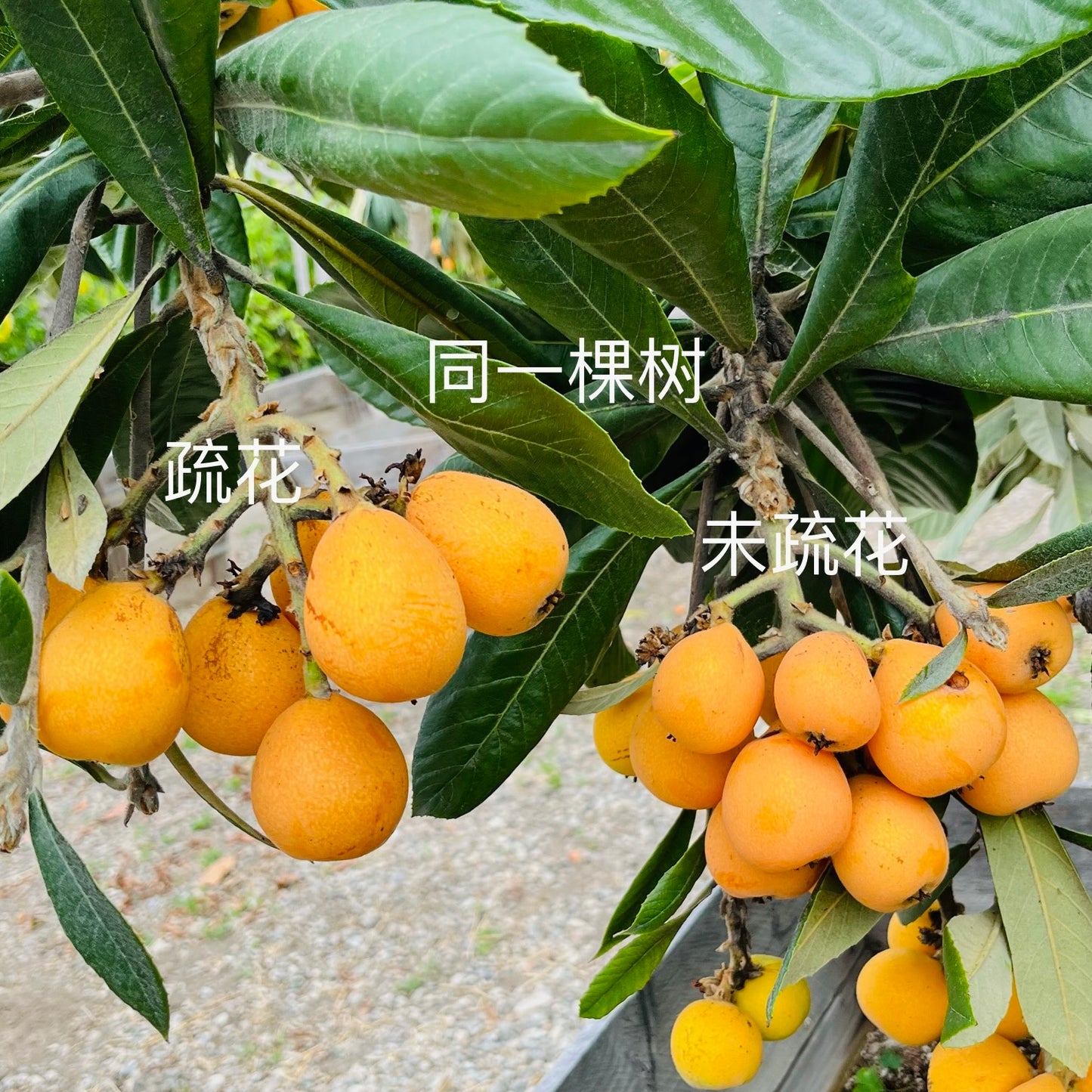 Loquat Tree-Giant Egg Loquat