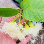 Black Peral Wax Apple