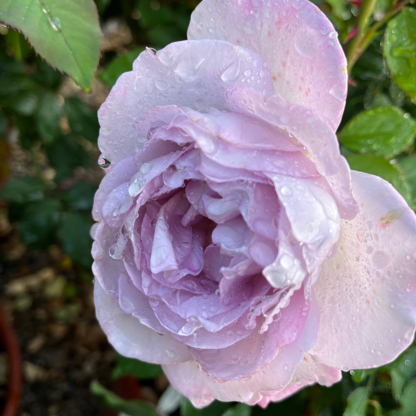 Floribunda Rose-A Silver Lining