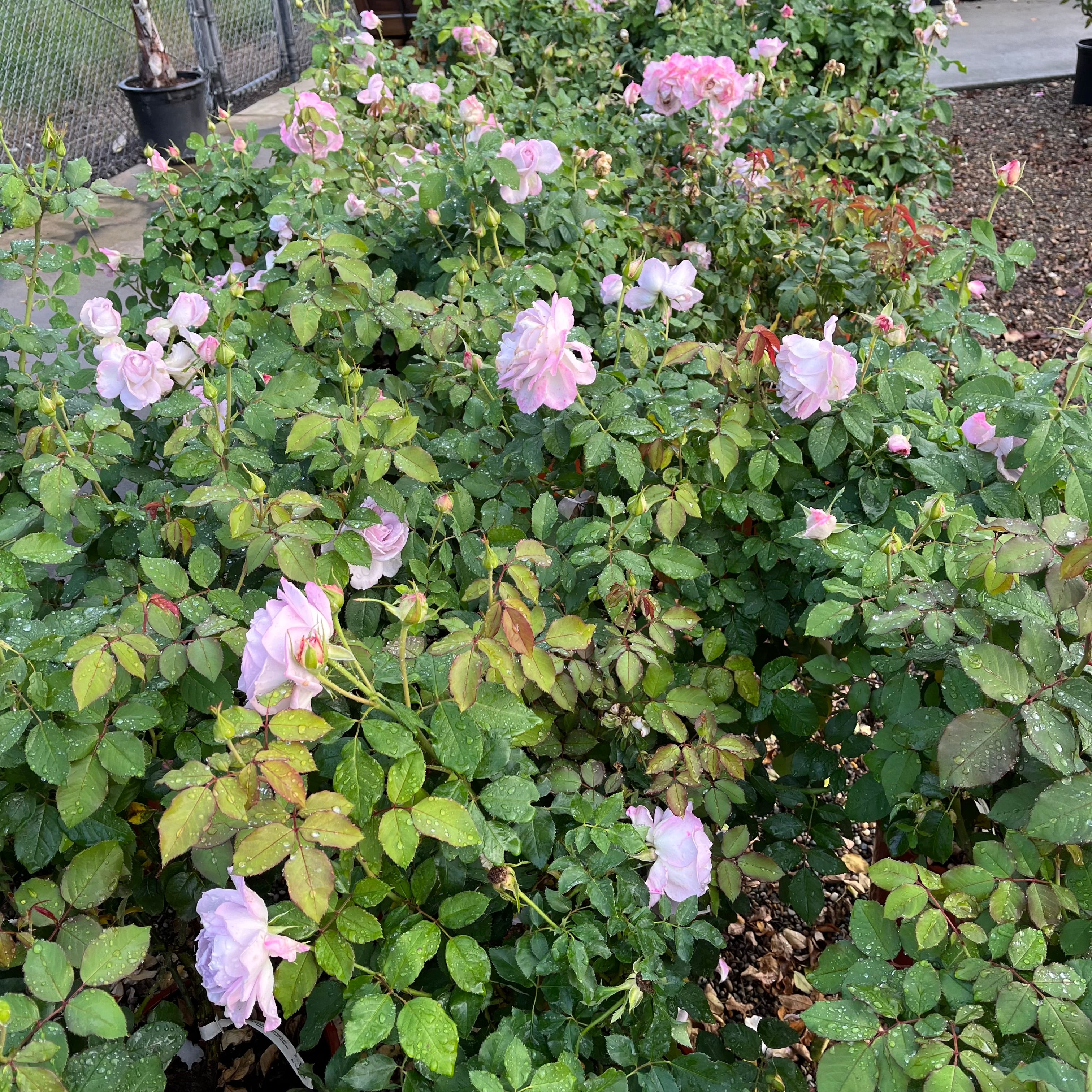 Silver Lining Rose