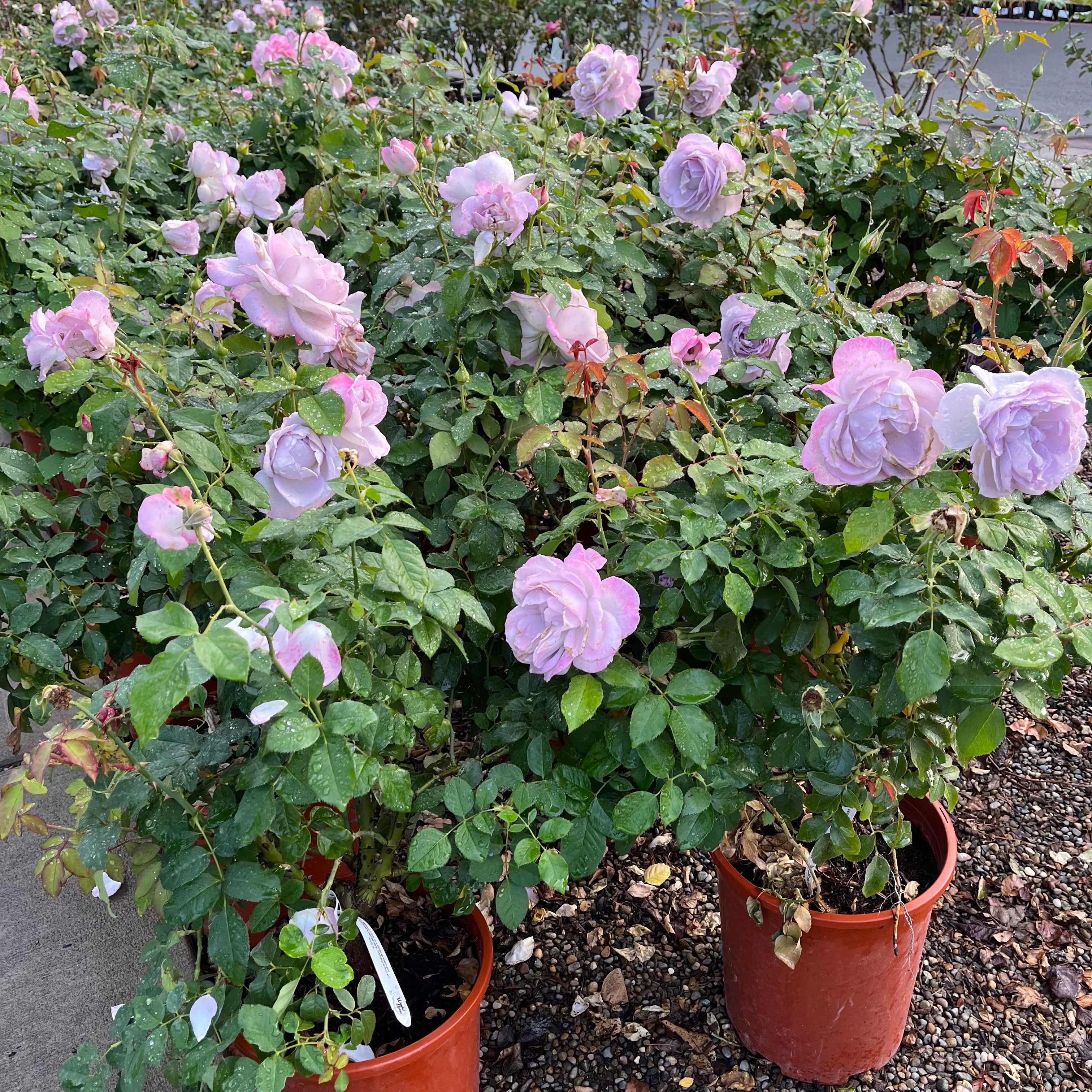 Silver Lining Rose