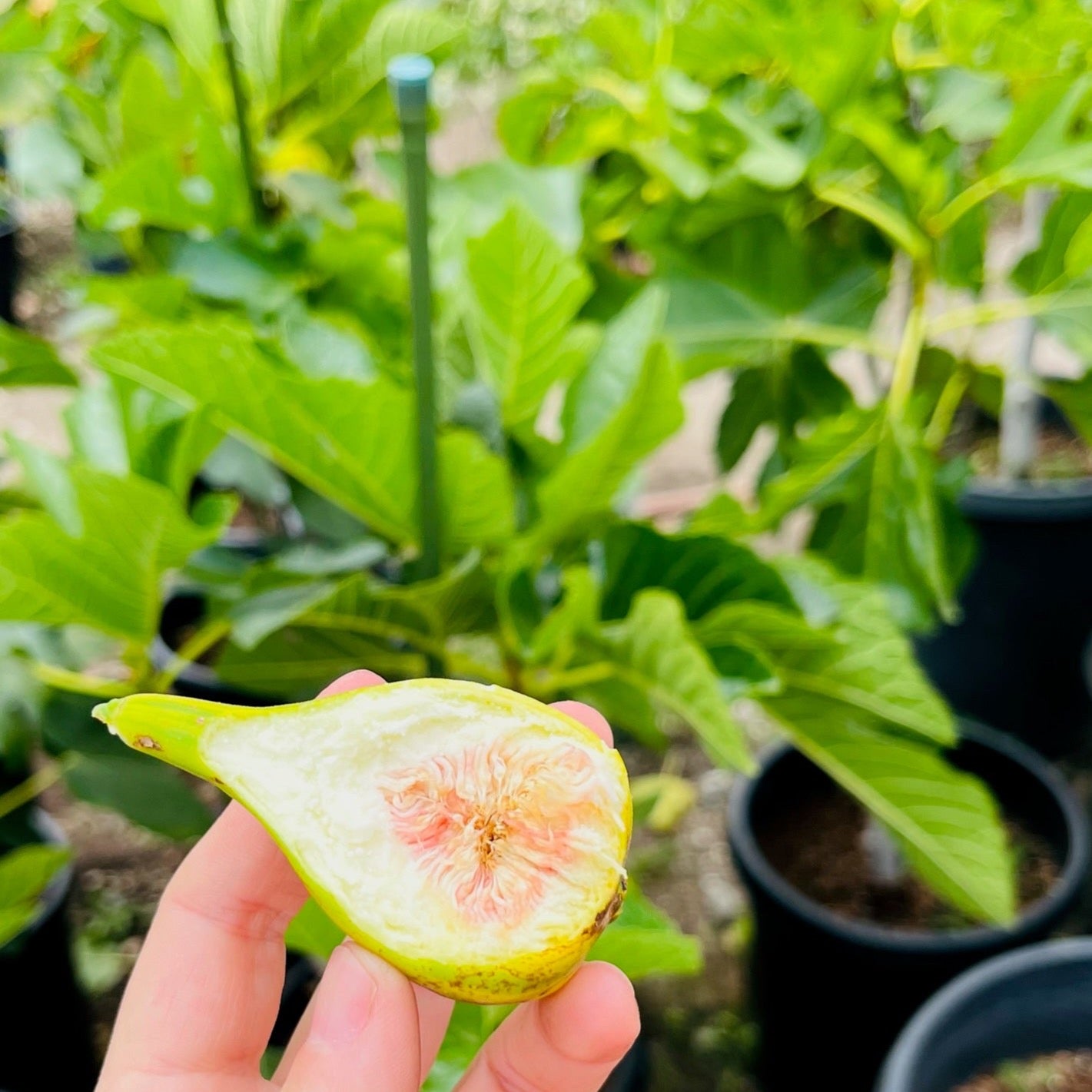 Fig Tree – Tiger Stripe Fig