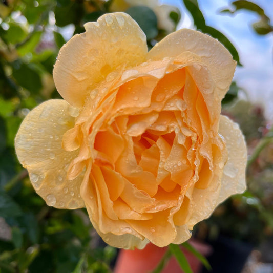 Floribunda Rose-Julia Child