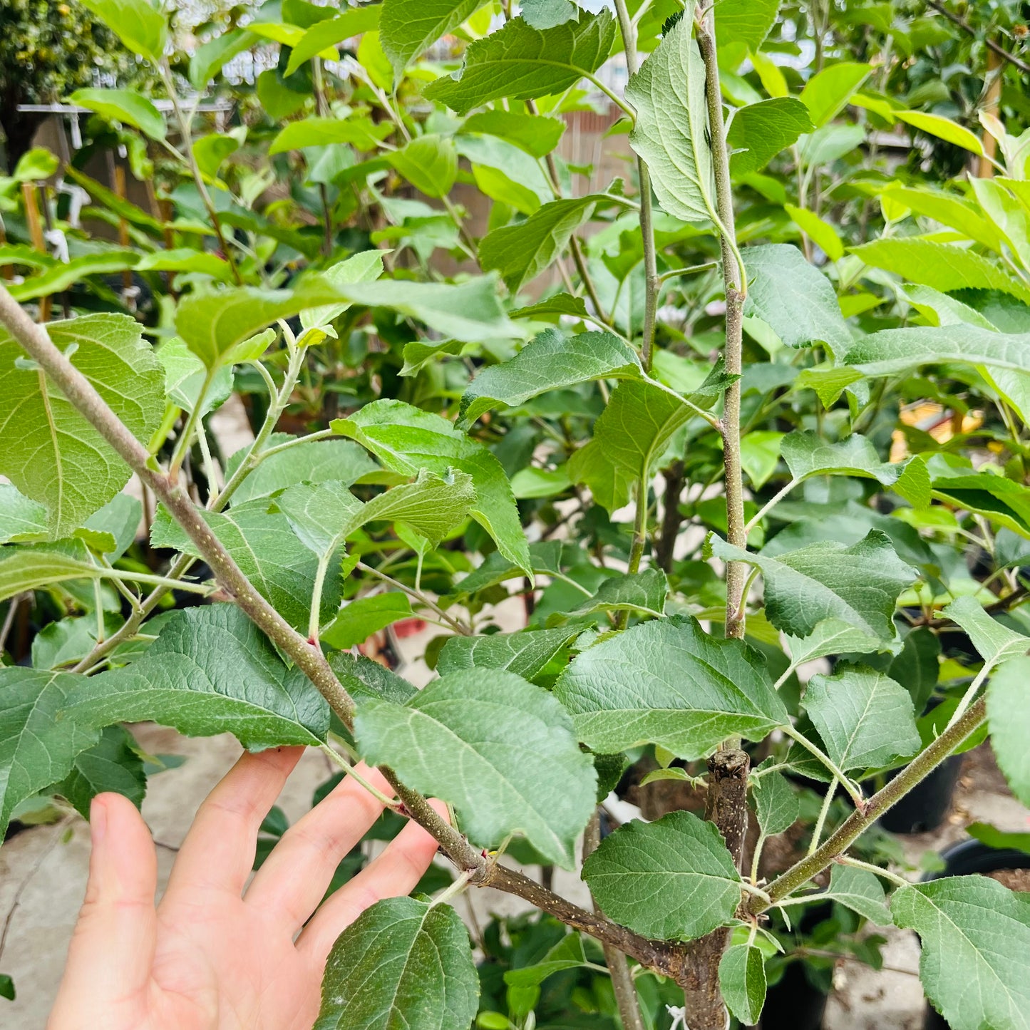 Apple Tree - Fuji Apple