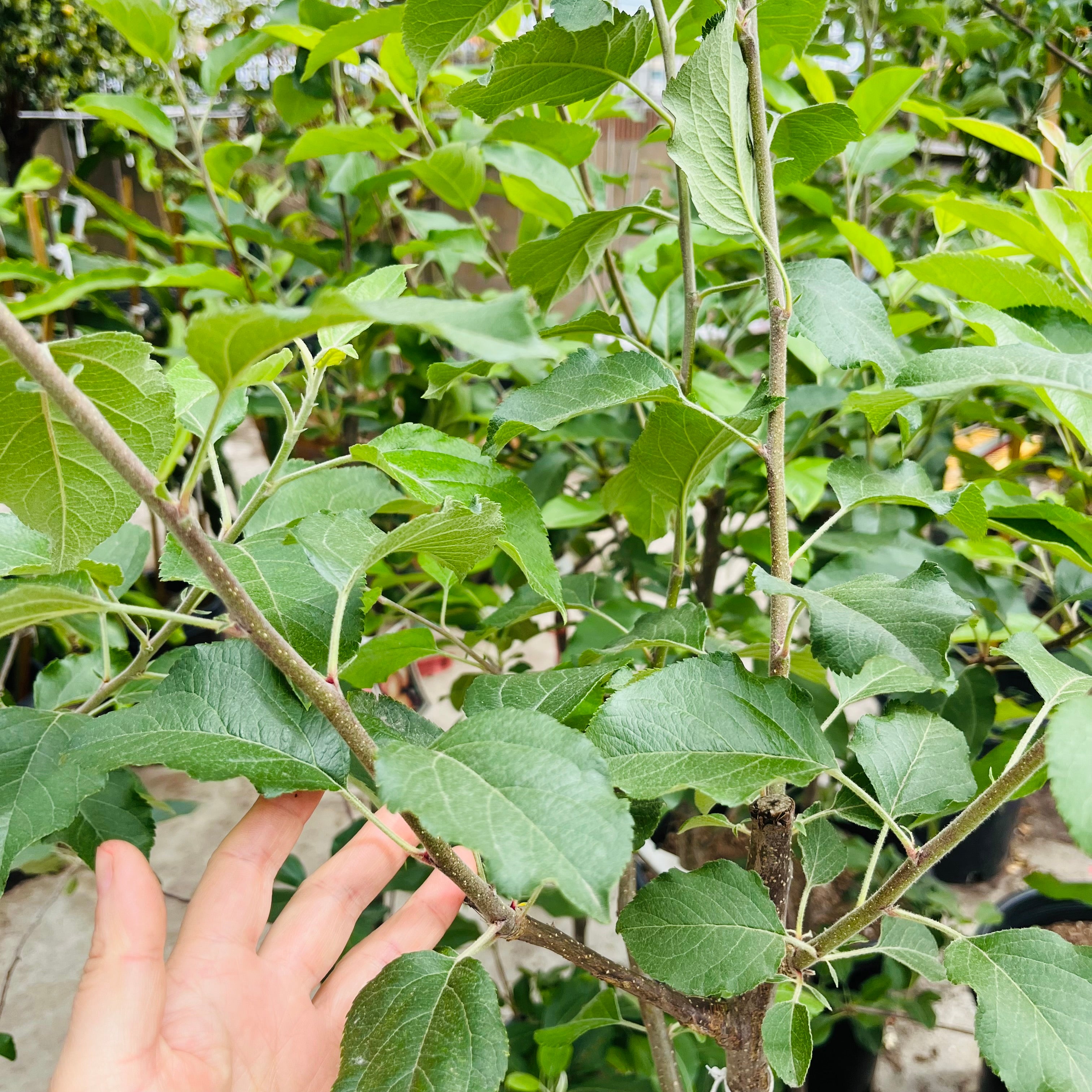 富士苹果