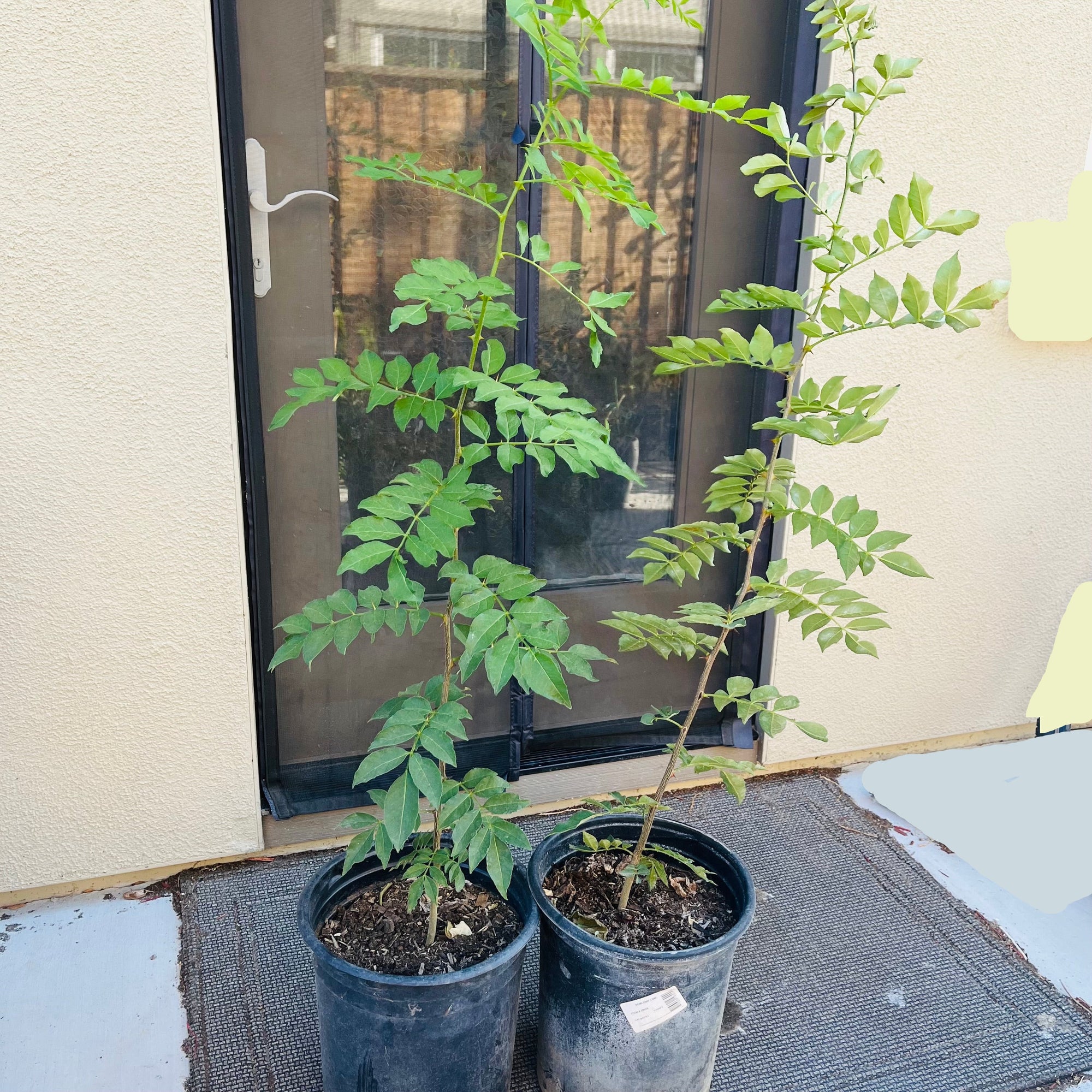 Prickly Ash、Toothache tree、Sichuan Pepper