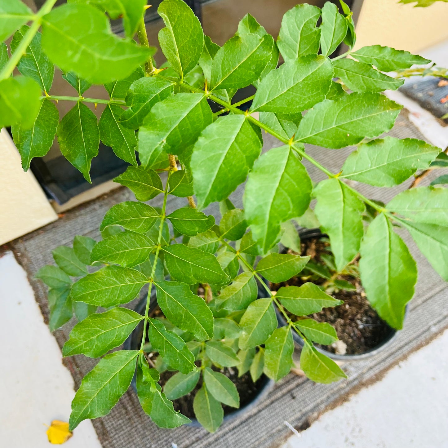 Vegetable Tree-Da Hong Pao Pepper