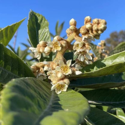 Loquat Tree-Giant Egg Loquat